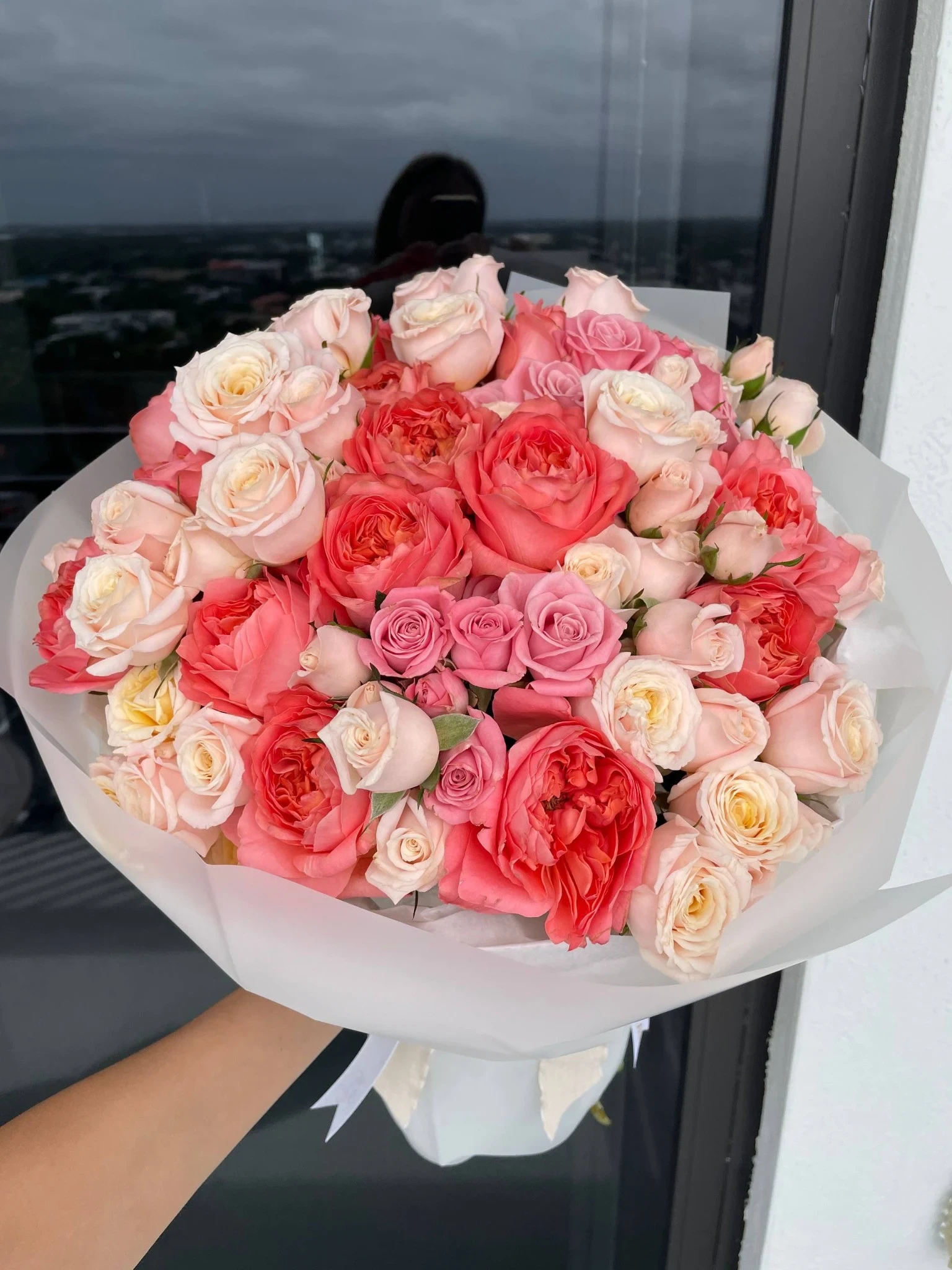 Coral Rose Rhapsody